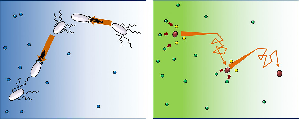 Figure 1: Run-and-tumble movement pattern for swimming microorganisms (left) and enzymes (right) (not to scale). In the presence of food (blue), bacteria (white) swim straight, then change orientation (tumble), and follow this pattern over and over again. This study shows that enzymes (red) move in the same way, but after reacting with substrates (from green to yellow), they continue to run-and-tumble away from the higher concentration of substrates. 